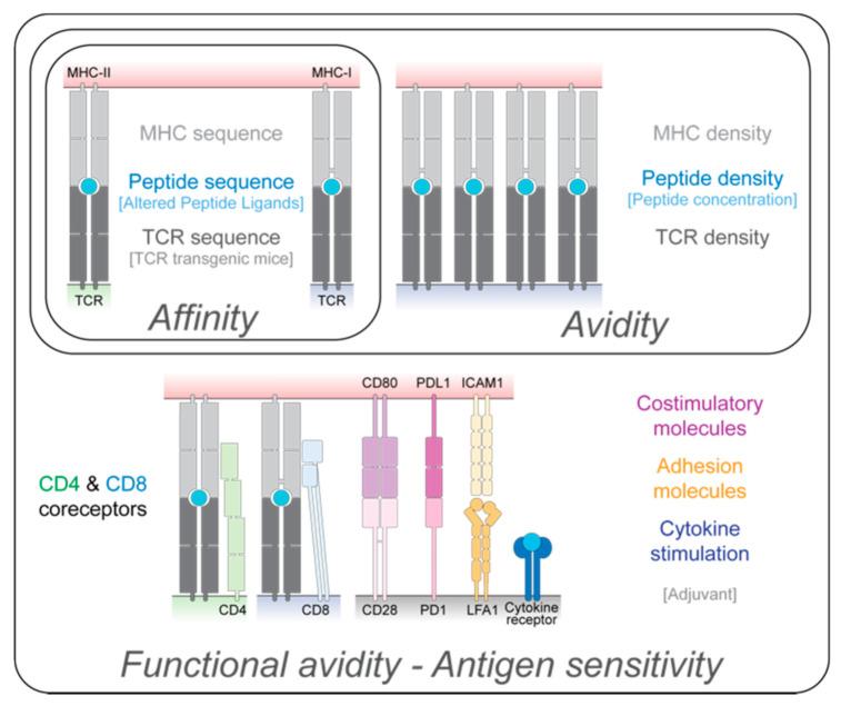 https://cdn.ncbi.nlm.nih.gov/pmc/blobs/b448/8234061/6498d303344a/cells-10-01530-g001.jpg