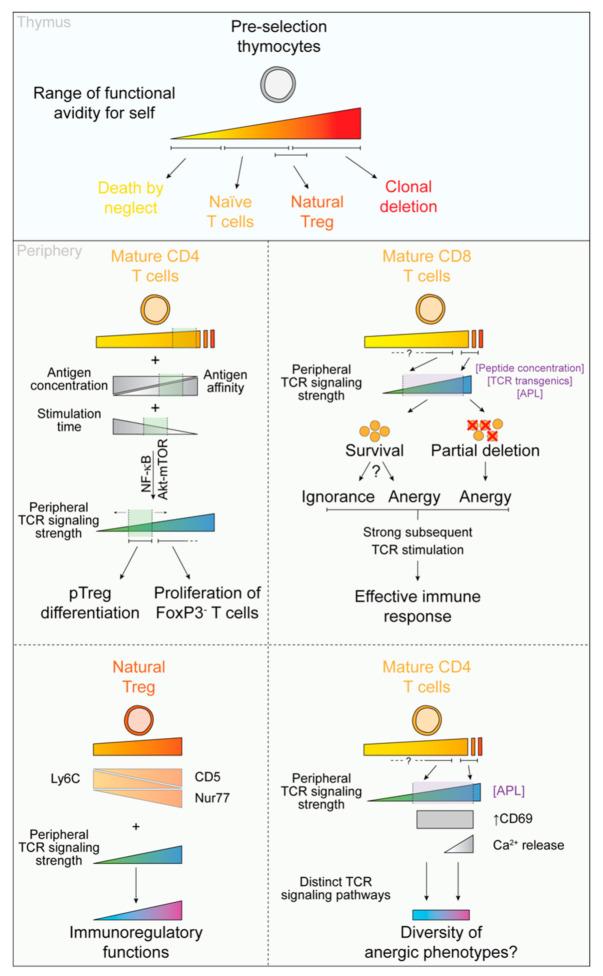 https://cdn.ncbi.nlm.nih.gov/pmc/blobs/b448/8234061/cd5a60acb663/cells-10-01530-g002.jpg