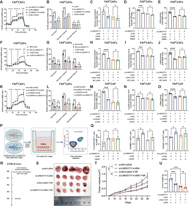 https://cdn.ncbi.nlm.nih.gov/pmc/blobs/b44a/12379239/19e05d2b6628/41419_2025_7974_Fig6_HTML.jpg