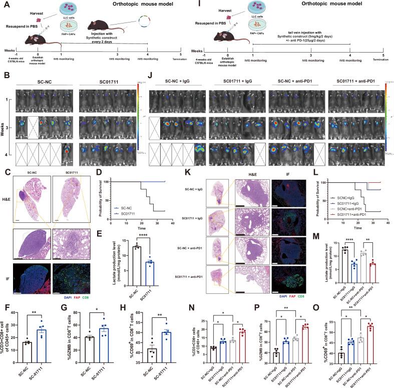 https://cdn.ncbi.nlm.nih.gov/pmc/blobs/b44a/12379239/3ca3a6b2780e/41419_2025_7974_Fig7_HTML.jpg