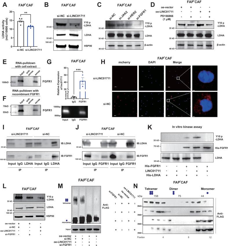 https://cdn.ncbi.nlm.nih.gov/pmc/blobs/b44a/12379239/57b108cfa306/41419_2025_7974_Fig5_HTML.jpg