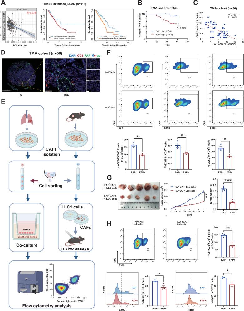https://cdn.ncbi.nlm.nih.gov/pmc/blobs/b44a/12379239/884466afa1fa/41419_2025_7974_Fig1_HTML.jpg