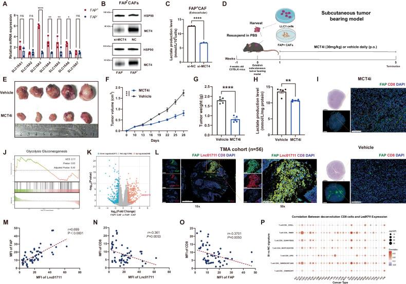 https://cdn.ncbi.nlm.nih.gov/pmc/blobs/b44a/12379239/a1d861cc6452/41419_2025_7974_Fig3_HTML.jpg