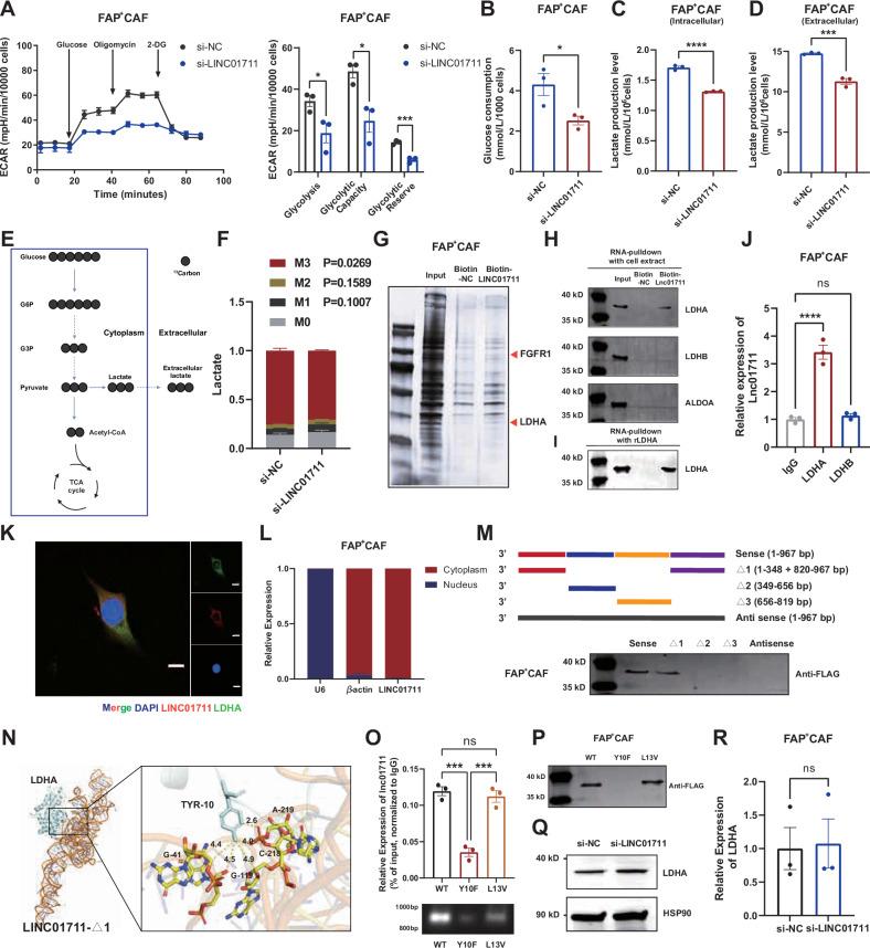https://cdn.ncbi.nlm.nih.gov/pmc/blobs/b44a/12379239/b7d127e06b66/41419_2025_7974_Fig4_HTML.jpg