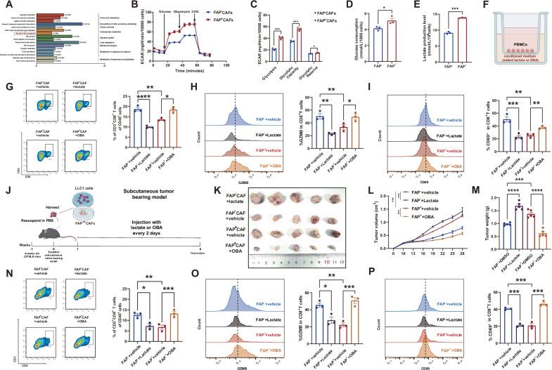 https://cdn.ncbi.nlm.nih.gov/pmc/blobs/b44a/12379239/e9bb6e7b07e4/41419_2025_7974_Fig2_HTML.jpg