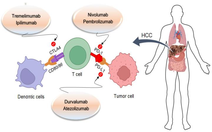https://cdn.ncbi.nlm.nih.gov/pmc/blobs/b44b/11171154/fc8a8cba5a88/cancers-16-02034-g005.jpg