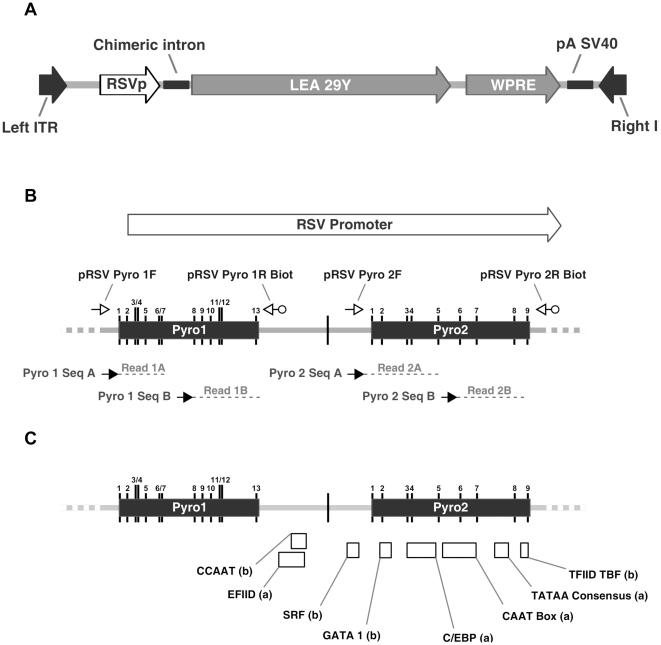 https://cdn.ncbi.nlm.nih.gov/pmc/blobs/b44e/3110818/29383b075b69/pone.0020881.g001.jpg