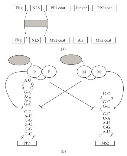 https://cdn.ncbi.nlm.nih.gov/pmc/blobs/b452/2814235/af91ab0d57ef/JBB2009-104853.001.jpg
