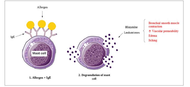https://cdn.ncbi.nlm.nih.gov/pmc/blobs/b453/9803396/d3ca14717edc/cureus-0014-00000032075-i03.jpg