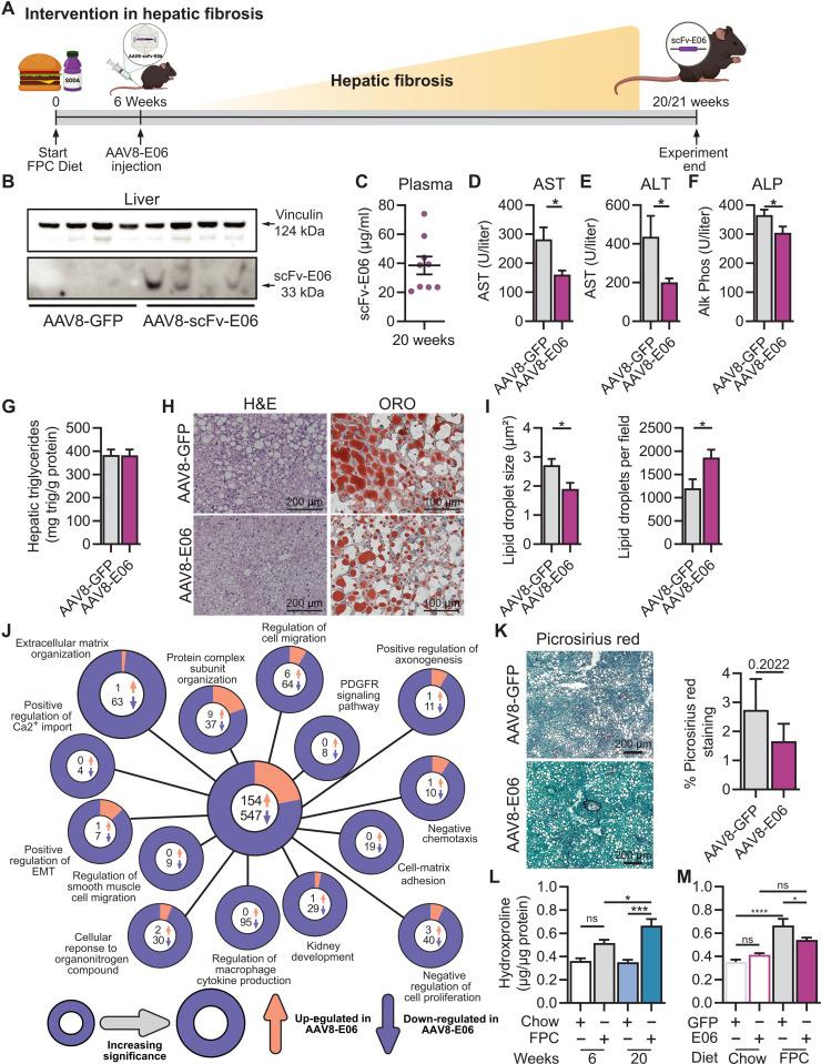 https://cdn.ncbi.nlm.nih.gov/pmc/blobs/b45a/9286512/098cb68680b5/sciadv.abn0050-f5.jpg