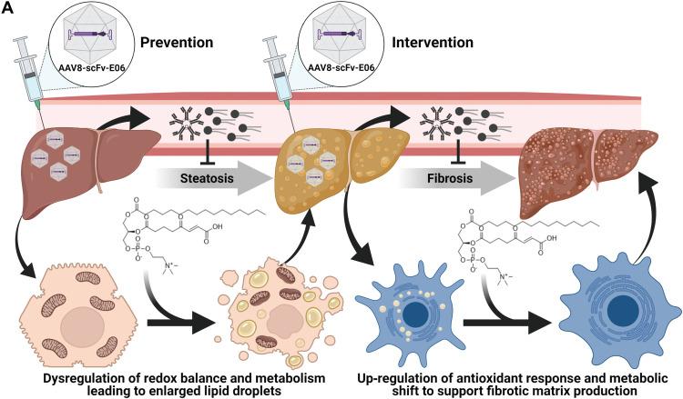 https://cdn.ncbi.nlm.nih.gov/pmc/blobs/b45a/9286512/59e47684572b/sciadv.abn0050-f8.jpg