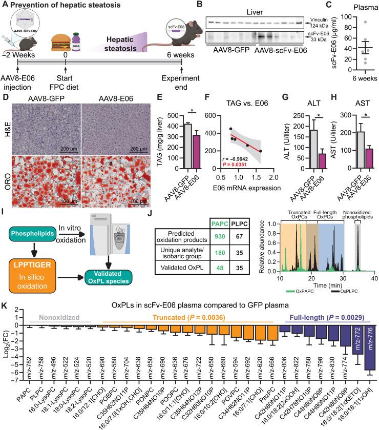 https://cdn.ncbi.nlm.nih.gov/pmc/blobs/b45a/9286512/d2cb3b147cac/sciadv.abn0050-f2.jpg
