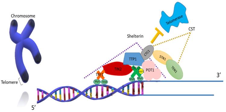 https://cdn.ncbi.nlm.nih.gov/pmc/blobs/b45b/8063797/8d92df2ce065/biology-10-00253-g001.jpg