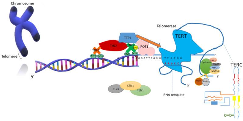 https://cdn.ncbi.nlm.nih.gov/pmc/blobs/b45b/8063797/a2d1900696d0/biology-10-00253-g002.jpg
