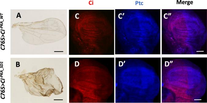 https://cdn.ncbi.nlm.nih.gov/pmc/blobs/b45e/9445324/2b898b3ba81b/LSA-2022-01570_FigS3.jpg