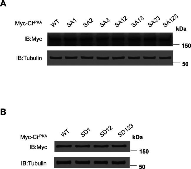 https://cdn.ncbi.nlm.nih.gov/pmc/blobs/b45e/9445324/a49a434baf11/LSA-2022-01570_FigS2.jpg