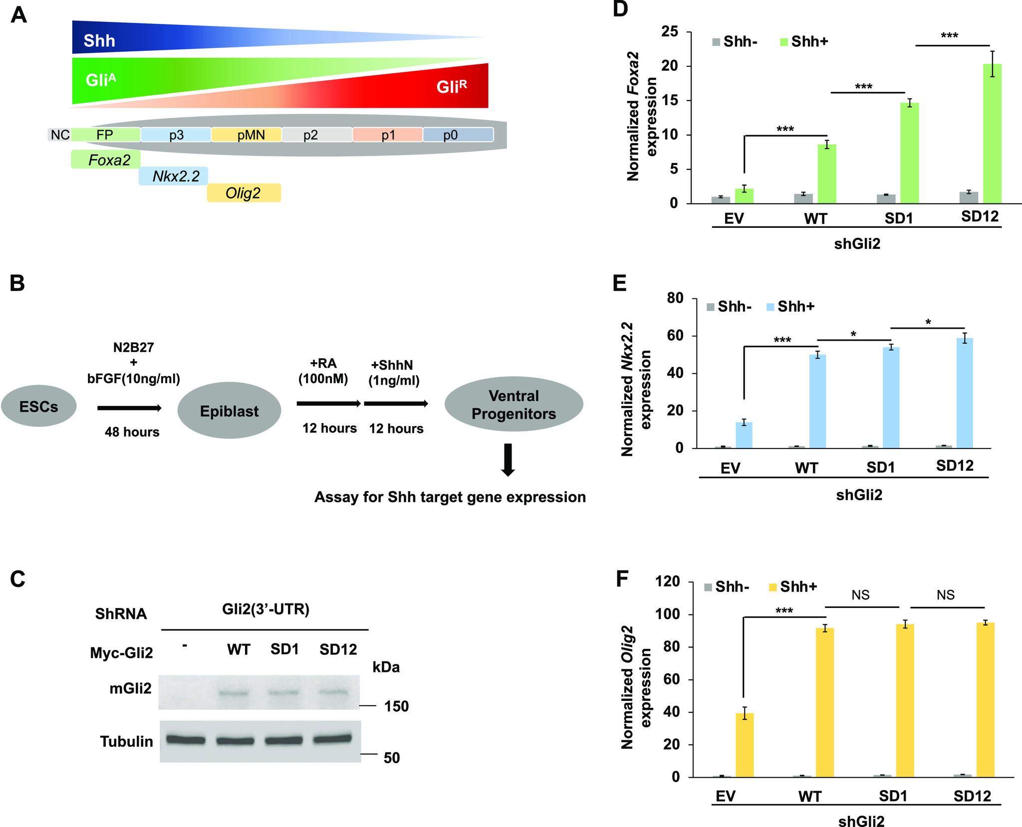 https://cdn.ncbi.nlm.nih.gov/pmc/blobs/b45e/9445324/a4cc43d44fad/LSA-2022-01570_Fig5.jpg