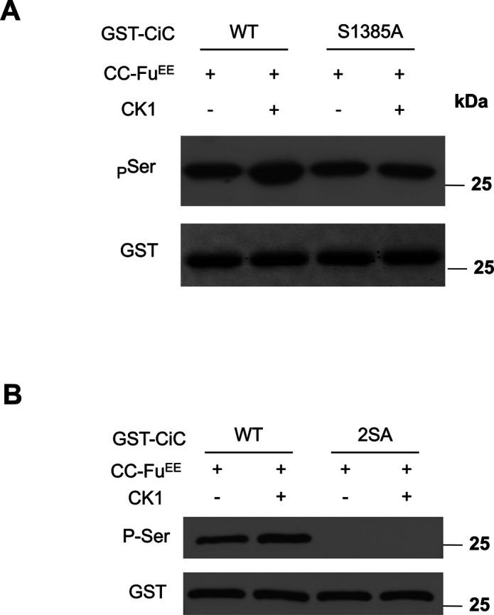 https://cdn.ncbi.nlm.nih.gov/pmc/blobs/b45e/9445324/b65ea277147a/LSA-2022-01570_FigS1.jpg