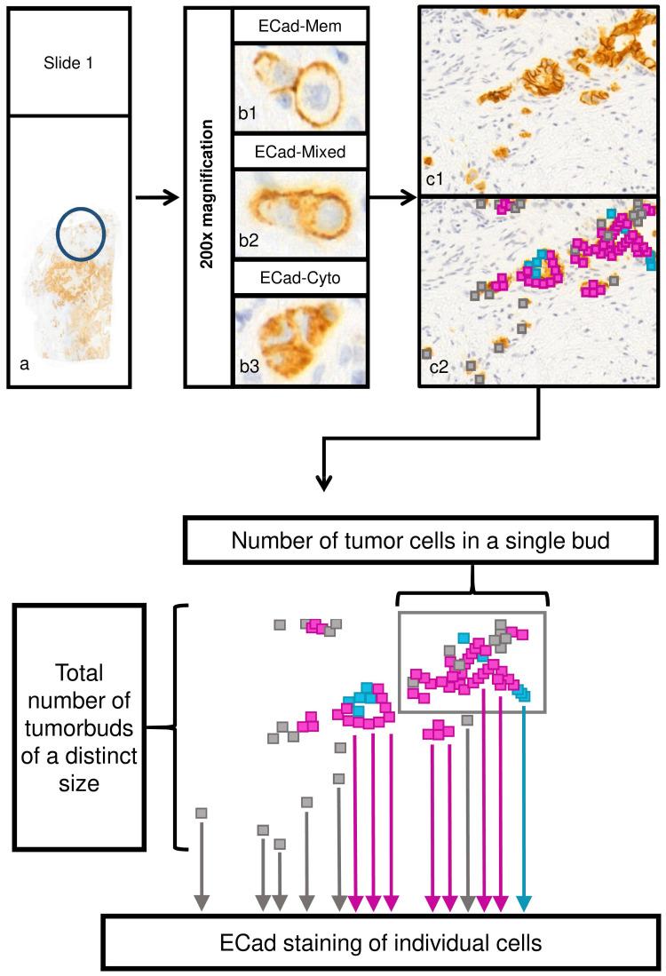 https://cdn.ncbi.nlm.nih.gov/pmc/blobs/b463/7545681/5756b97638e5/jcav11p6474g001.jpg