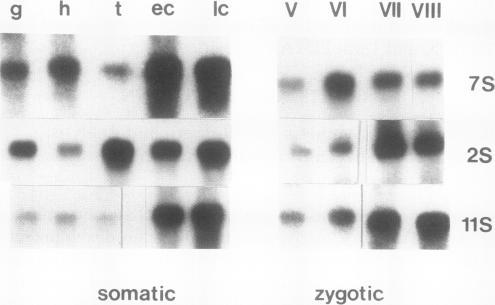 https://cdn.ncbi.nlm.nih.gov/pmc/blobs/b464/1080668/d407a22374c9/plntphys00708-0335-b.jpg