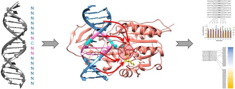 https://cdn.ncbi.nlm.nih.gov/pmc/blobs/b465/11879396/76139ca3c214/gkaf126figgra1.jpg