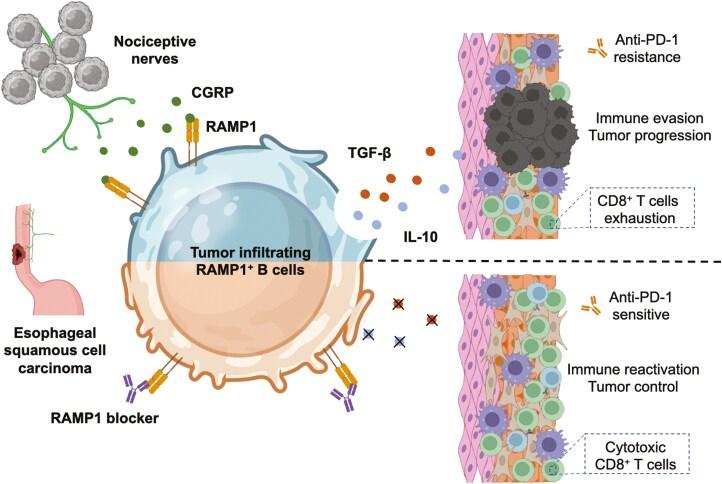 https://cdn.ncbi.nlm.nih.gov/pmc/blobs/b465/12084762/00642821346d/ltaf012_fig6.jpg