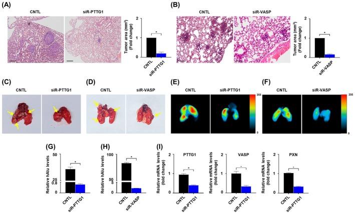 https://cdn.ncbi.nlm.nih.gov/pmc/blobs/b46b/12077276/6fba30995e57/MOL2-19-1517-g003.jpg
