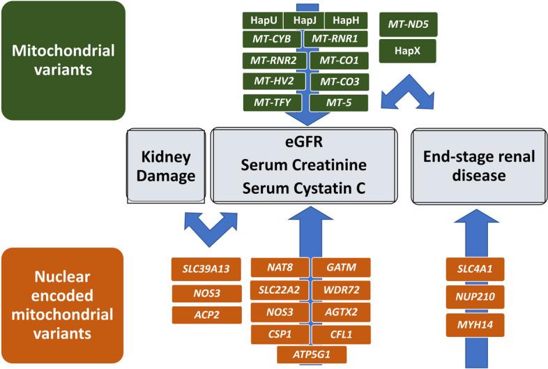 https://cdn.ncbi.nlm.nih.gov/pmc/blobs/b46c/11163707/eedc989812e8/12864_2024_10449_Fig3_HTML.jpg
