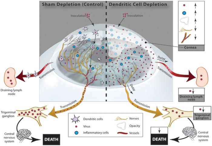 https://cdn.ncbi.nlm.nih.gov/pmc/blobs/b46e/4557979/24315e7df67d/pone.0137123.g007.jpg