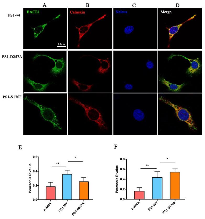 https://cdn.ncbi.nlm.nih.gov/pmc/blobs/b471/9782474/3001319b371d/ijms-23-16151-g007.jpg