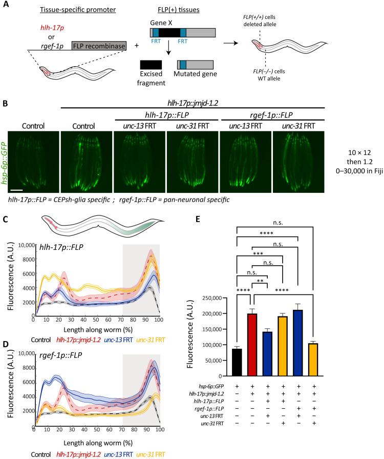 https://cdn.ncbi.nlm.nih.gov/pmc/blobs/b477/10575585/82acba4b2a24/sciadv.adi1411-f5.jpg