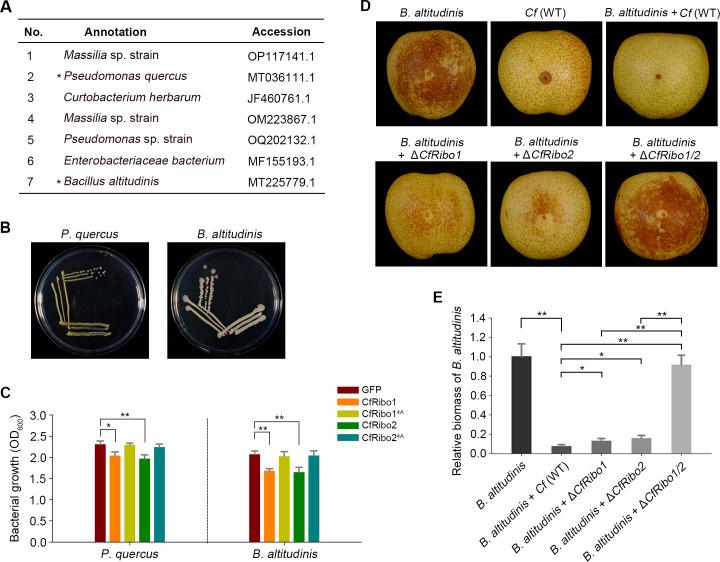 https://cdn.ncbi.nlm.nih.gov/pmc/blobs/b47d/11323725/36e07544336e/mbio.01053-24.f006.jpg