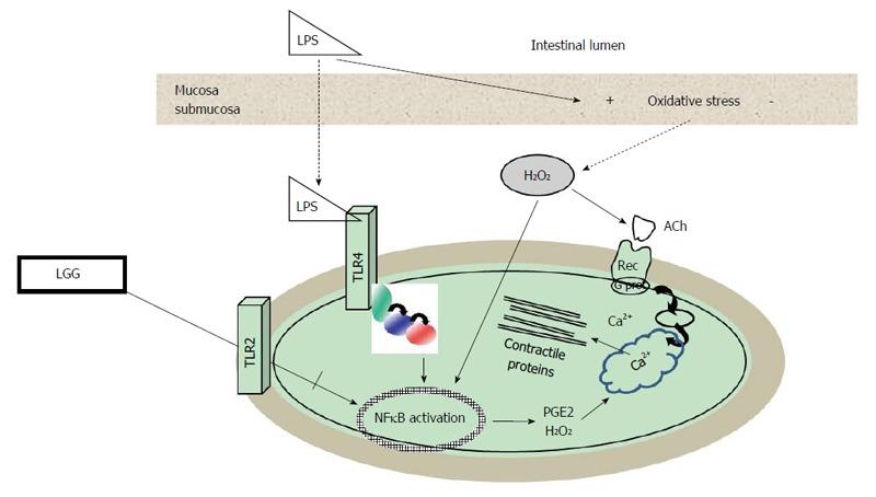 https://cdn.ncbi.nlm.nih.gov/pmc/blobs/b47d/5143755/a64afb2cd9f6/WJG-22-9871-g002.jpg