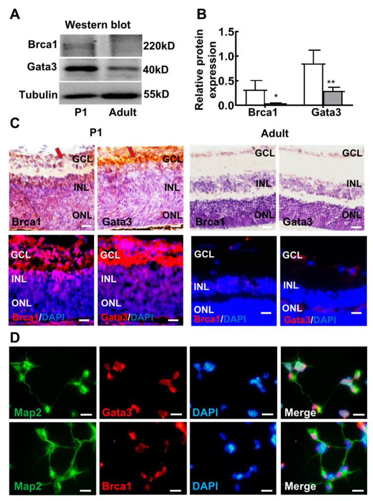 https://cdn.ncbi.nlm.nih.gov/pmc/blobs/b47d/9694312/021781c48b3d/ijms-23-13860-g006.jpg