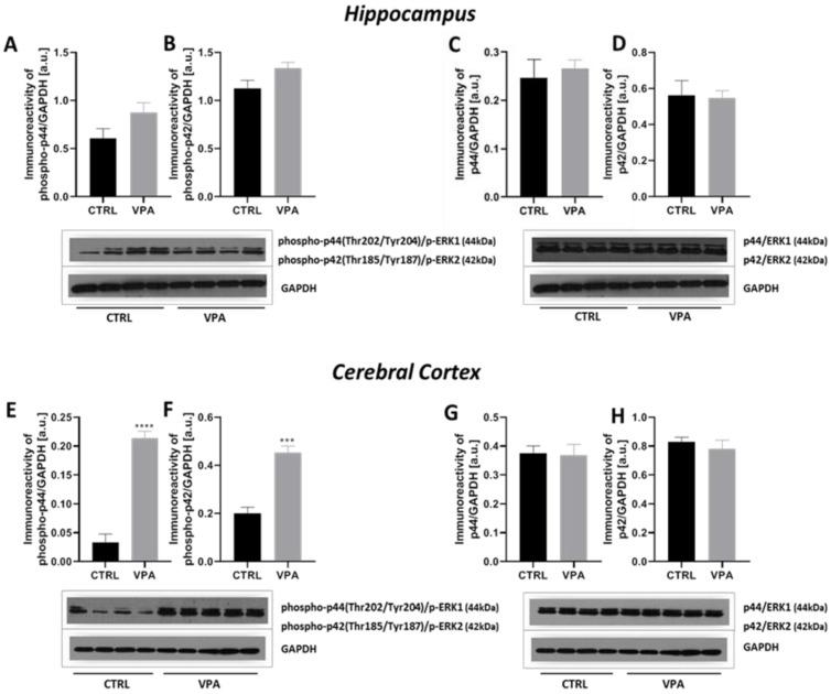 https://cdn.ncbi.nlm.nih.gov/pmc/blobs/b481/8004207/7606174d17d2/ijms-22-03209-g011.jpg