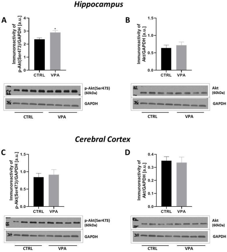 https://cdn.ncbi.nlm.nih.gov/pmc/blobs/b481/8004207/973d0235594d/ijms-22-03209-g010.jpg