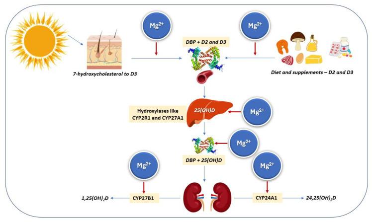 https://cdn.ncbi.nlm.nih.gov/pmc/blobs/b488/12114196/4659efe21127/nutrients-17-01655-g003.jpg