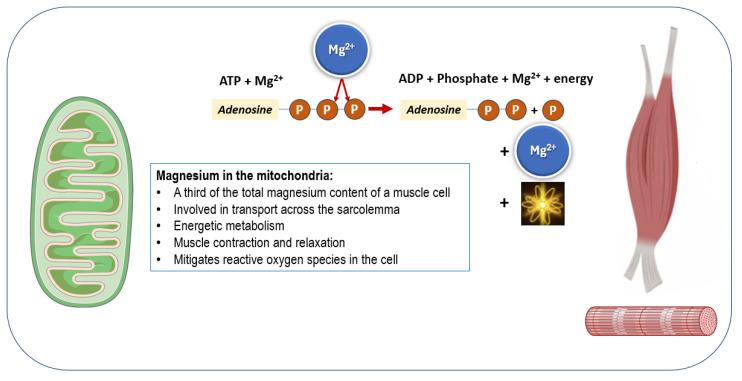 https://cdn.ncbi.nlm.nih.gov/pmc/blobs/b488/12114196/cba0d200fa94/nutrients-17-01655-g002.jpg