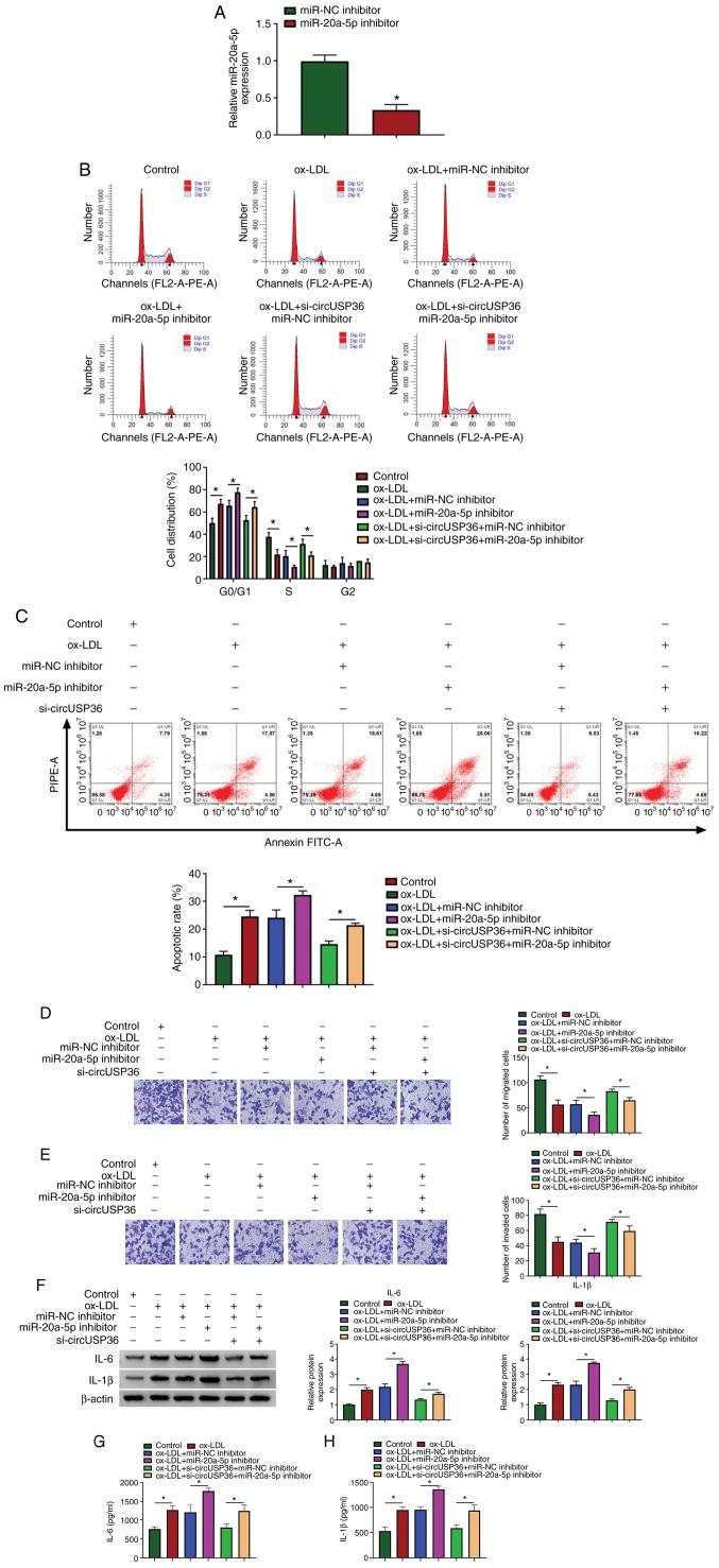 https://cdn.ncbi.nlm.nih.gov/pmc/blobs/b488/7891832/ee7c49c2aac5/IJMM-47-04-04873-g03.jpg