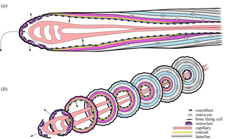 https://cdn.ncbi.nlm.nih.gov/pmc/blobs/b488/9363998/4704fd7d01f7/rsos220712f02.jpg