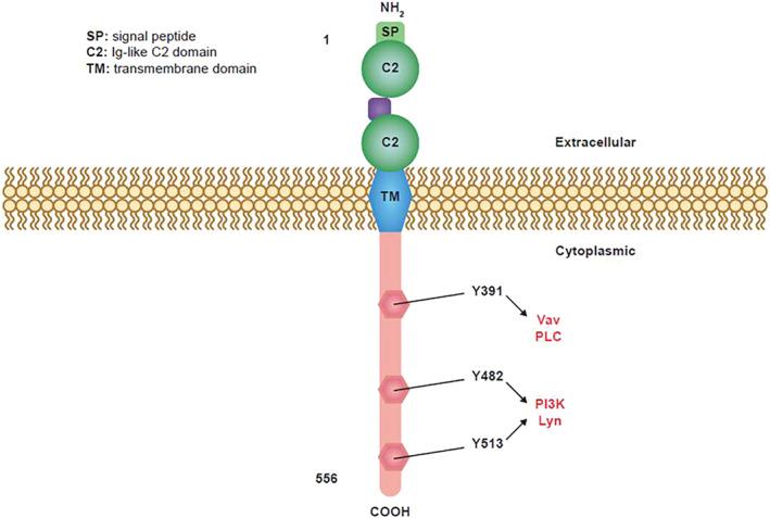 https://cdn.ncbi.nlm.nih.gov/pmc/blobs/b48c/9796473/af2a3da5e2c9/HON-40-505-g001.jpg
