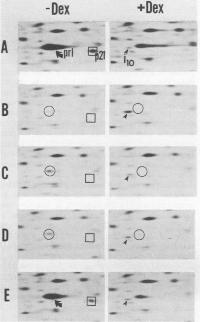 https://cdn.ncbi.nlm.nih.gov/pmc/blobs/b48d/369771/5e93ec944638/molcellb00114-0091-b.jpg