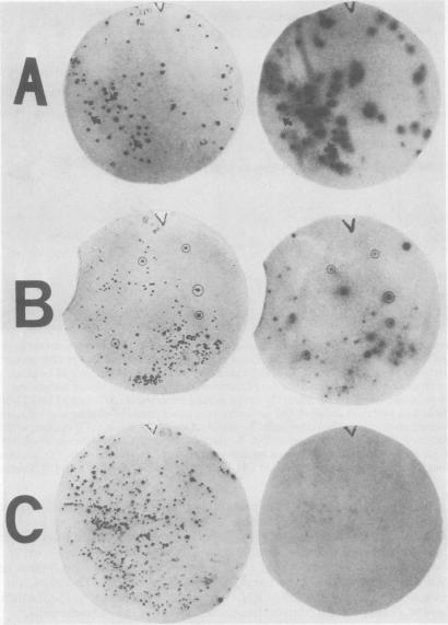 https://cdn.ncbi.nlm.nih.gov/pmc/blobs/b48d/369771/82a4c5858442/molcellb00114-0094-a.jpg