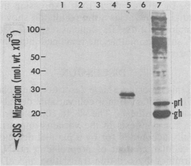 https://cdn.ncbi.nlm.nih.gov/pmc/blobs/b48d/369771/855f03420c2b/molcellb00114-0095-a.jpg