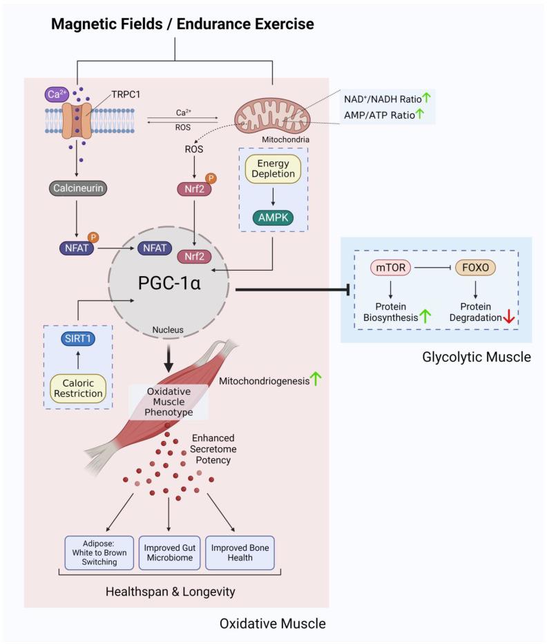 https://cdn.ncbi.nlm.nih.gov/pmc/blobs/b48e/10451851/6fc6da5fec9e/bioengineering-10-00956-g003.jpg