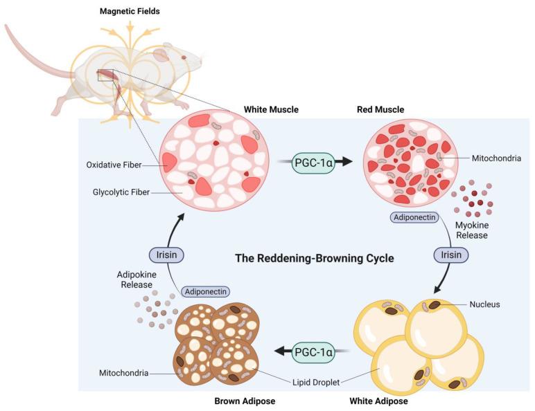 https://cdn.ncbi.nlm.nih.gov/pmc/blobs/b48e/10451851/b98c45f8e483/bioengineering-10-00956-g004.jpg
