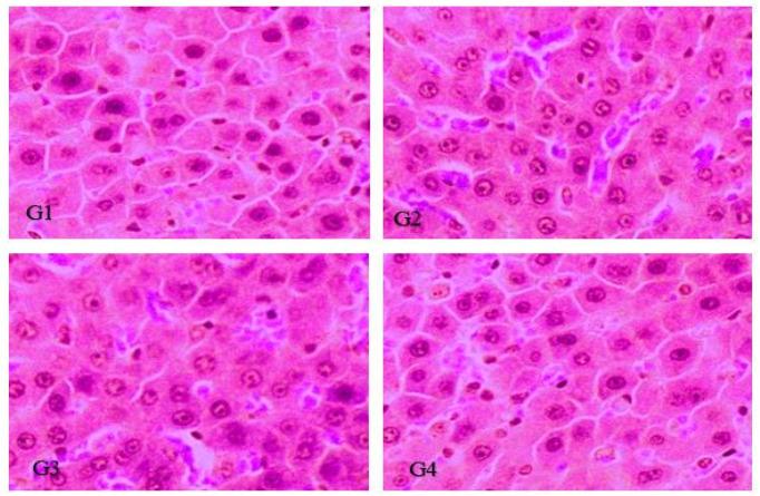 https://cdn.ncbi.nlm.nih.gov/pmc/blobs/b48f/9231307/188287c0c149/vaccines-10-00954-g008.jpg