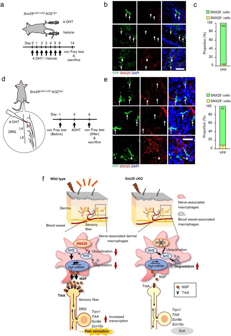 https://cdn.ncbi.nlm.nih.gov/pmc/blobs/b493/9977679/bbfa774f7759/41590_2022_1418_Fig18_ESM.jpg