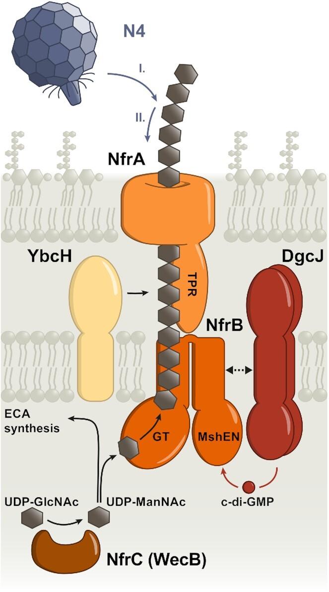https://cdn.ncbi.nlm.nih.gov/pmc/blobs/b494/10118264/07aaa063a50b/uqad015fig3.jpg