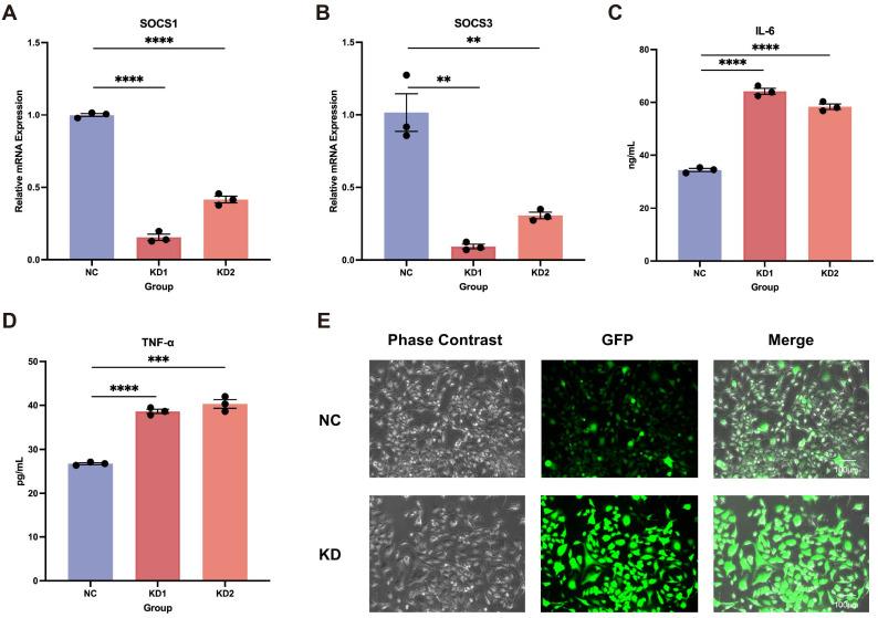 https://cdn.ncbi.nlm.nih.gov/pmc/blobs/b497/12408614/397fbcbc55e0/fimmu-16-1656442-g004.jpg